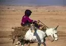 
A woman rides a donkey carrying wood from trees cut down at the Mount Abdulaziz nature reserve near the town of al-Hasakeh in northeastern Syria on November 19. [Delil Souleiman/AFP]        