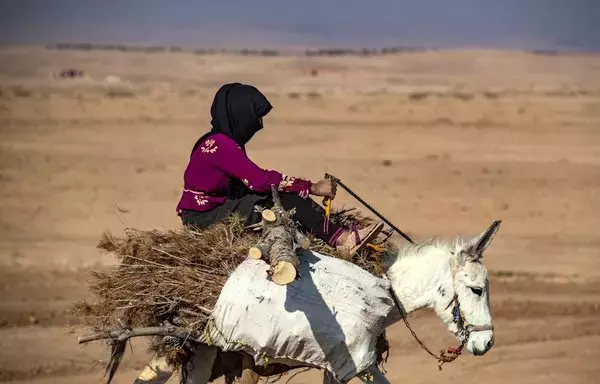 امرأة تمتطي حمارا وتحمل خشبا من الأشجار المقطوعة من محمية جبل عبد العزيز الطبيعية بالقرب من مدينة الحسكة في شمالي شرقي سوريا بتاريخ 19 تشرين الثاني/نوفمبر. [دليل سليمان/وكالة الصحافة الفرنسية]