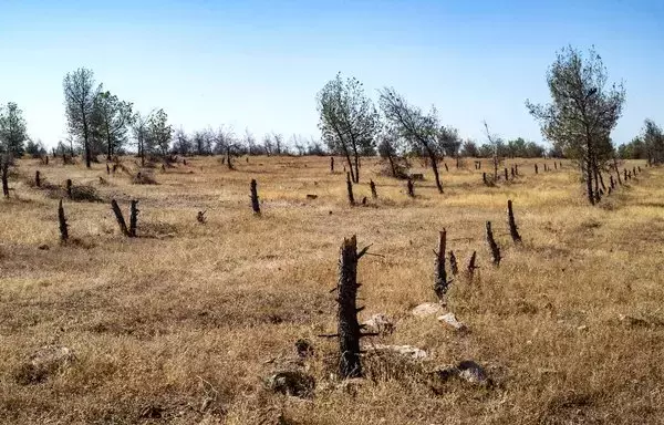 Tree stumps stand at the Tabqa Reserve near the village of Jaabar, in Syria's northeastern al-Raqa province, on July 11. [Delil Souleiman/AFP]