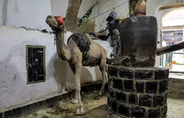 A camel operates a traditional press producing natural oils at a shop in the old city of Sanaa on July 20. [Mohammed Huwais/AFP]