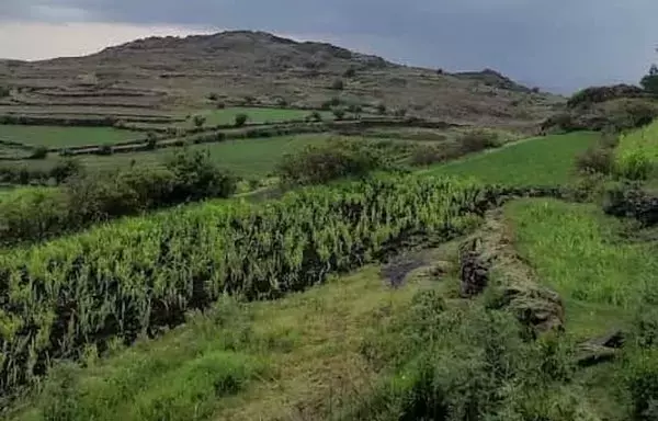 Cereal cultivation flourishes in the mountainous areas of Yemen's Ibb province solely during the rainy seasons. [Yazan Abdul Aziz/Al-Fassel]