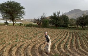 Farmers in Yemen struggle to eke out a living amid ongoing war