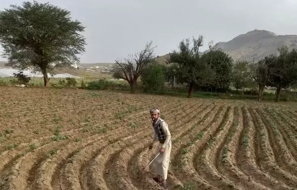 المزارع عادل فارع يعمل في مزرعته بمديرية بني مطر في محافظة صنعاء. [يزن عبد العزيز/الفاصل]