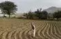 
Farmer Adel Farea works on his farm in Bani Matar district in Sanaa province. [Yazan Abdul Aziz/Al-Fassel]        