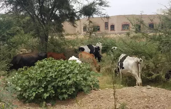 At Sanaa University's Faculty of Agriculture students are trained in farming and animal husbandry. [Yazan Abdul Aziz/Al-Fassel]