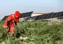 
A woman views plants in a watermelon patch employing solar panels used to power field irrigation at a farm in the village of al-Haddadiya, about 44km south of al-Hasakeh in northeastern Syria, on September 24. [Delil Souleiman/AFP]        