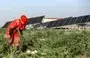 
A woman views plants in a watermelon patch employing solar panels used to power field irrigation at a farm in the village of al-Haddadiya, about 44km south of al-Hasakeh in northeastern Syria, on September 24. [Delil Souleiman/AFP]        