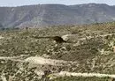 
A griffon vulture flies in the highlands of Limassol district in Cyprus on September 28, 2022, after being released from a holding pen. Griffon vultures and other birds of prey fitted with tracking devices have played a role in the search for human remains following the October 7 Hamas terrorist attack on Israel. [Peter Martell/AFP]        