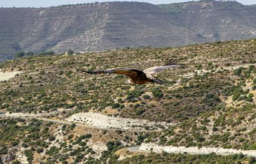 Birds of prey, archaeologists help Israel find Hamas terrorist attack victims