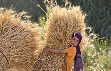 Amid wheat crisis triggered by Russia's war, Egypt has kept its people fed