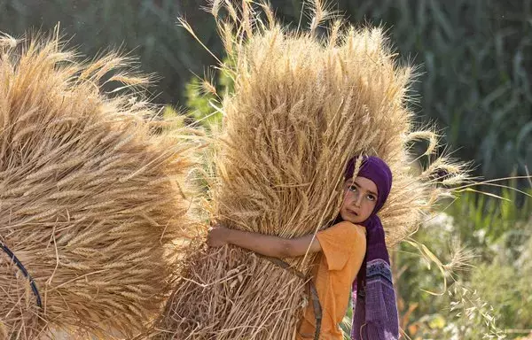 An Egyptian girl takes part in the wheat harvest in Bamha village near al-Ayyat town in Giza province on May 17, 2022. [Khaled Desouki/AFP]