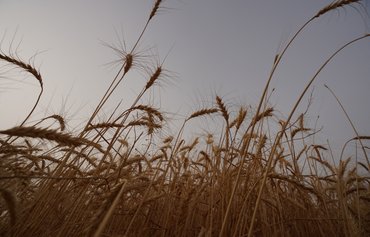 Iraq: Wheat Reserve Sufficient Until 2027
