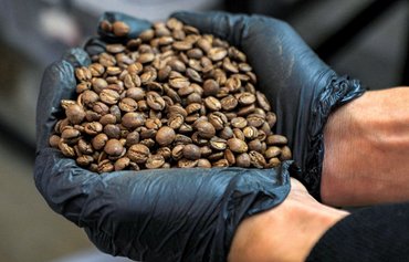 Yemen's farmers revive a historic coffee legacy